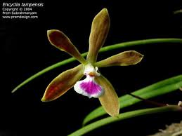 What type of orchid do i have? Encyclia Tampensis Alchetron The Free Social Encyclopedia