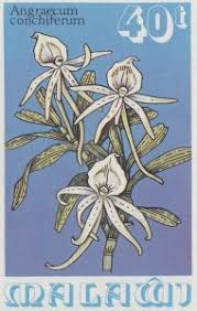 Image result for Angraecum conchiferum