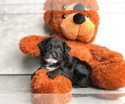 Maybe you would like to learn more about one of these? Puppyfinder Com Yorkiepoo Puppies Puppies For Sale And Yorkiepoo Dogs For Adoption Near Me In North Carolina Usa Page 1 Displays 10