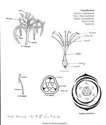 John barrymore, carole lombard, walter connolly, roscoe karns. Taxonomy Biology4isc