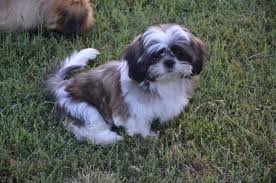 A lover of comfort and cuddling. Shih Tzu Puppies Available