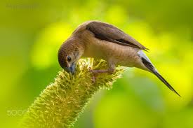 Black Birds In Pakistan Beauty Of The Nature Indian Silverbill Lahore Pakistan Nature Beauty Lahore Pakistan
