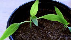 They are small, about two to four inches long. Jalapeno Pepper Sprout Fs True Organic Growing Products Youtube