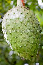 People around the world value the graviola tree for its delicious fruit, the graviola leaves for their healing properties, and the graviola seeds to kill certain parasites. Annona Muricata Soursop Graviola Buy Seeds At Rarepalmseeds Com