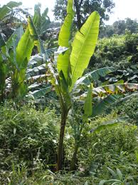 Image result for Musaceae