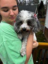 Lost Schnauzer Dog in Carleton Place near Woodward and Caldwell