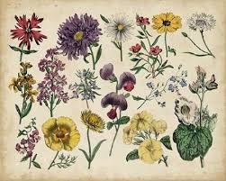 Antique Botanical Chart Iv