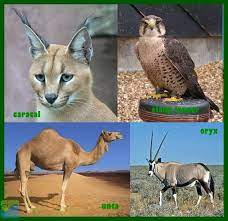 Check spelling or type a new query. 43 Trend Gambar Flora Dan Fauna Negara Kamboja