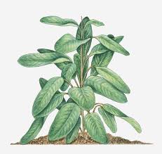 Image result for Maranta arundinacea