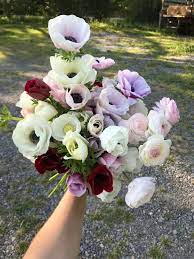 After planting the bulbs, water the planting beds or pots thoroughly. How To Grow Anemone Flowers A Quick Yet Comprehensive Guide