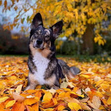 Apply english mastiff mix filter ; Is An Australian Shepherd Husky Mix The Right Dog For You K9 Web