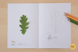 Ein herbarium ist eine systematisch angelegte sammlung gepresster und getrockneter pflanzen(teile). Kleines Herbarium Heimische Laubgeholze Wunderwerkstatt