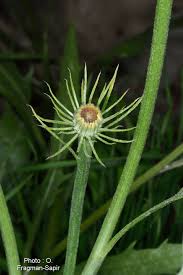 Image result for Tolpis capensis