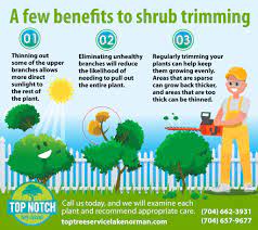 Important Shrub Trimming Maintenance Shrubs Tree Care Tree Service