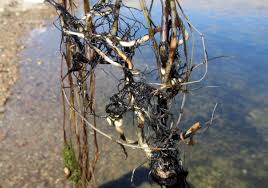 Image result for Stuckenia