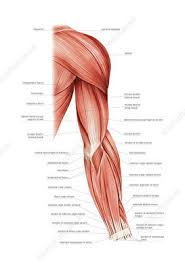 Muscles of the arm anatomy, labeled diagram. Labeled Superficial Muscles Search Science Photo Library