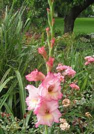 When should i do this? Master Gardener How To Replant Gladiolus Press Enterprise