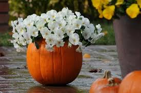 Recipes ideas for fall containers. Fall Container Ideen Um Die Saison Zu Feiern Draussen Nachrichten Aus Der Welt Der Modernen Technologie