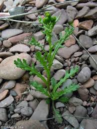 Image result for Synadenium angolense