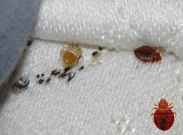 We did not find results for: Atlanta Ga Bed Bug Heat Treatment Georgia Bedbug Solutions