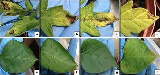 Image result for tomato seedling xanthomonas vesicatoria