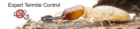 When bugs and other pests make their way into rental properties, it can cause conflict between tenants and landlords as to who is responsible for pest control. Bay State Pest Control Pest Solutions Wakefield Ma