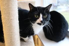 Check spelling or type a new query. Cat For Adoption Mogi Bear A Domestic Short Hair In Manchester Mi Petfinder