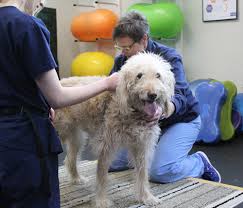 Internship, small animal medicine & surgery, angell animal medical center, boston ma. Angell Physical Rehabilitation