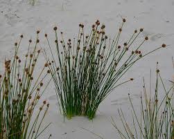Image result for Isolepis