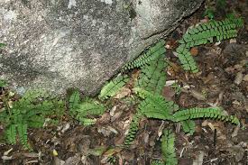 Image result for Adiantum incisum