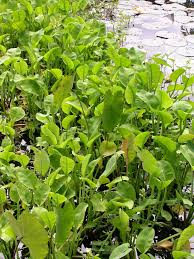 Image result for Limnocharitaceae
