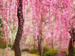 Blush pink blossoms open before deep purple leaves appear, releasing a delicate fragrance. Wallpaper Beautiful Spring Pink Flowers Bloom Trees 1920x1440 Hd Picture Image