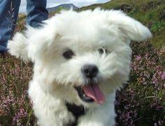 100 Dogs--My Favorite Things in the World ideas