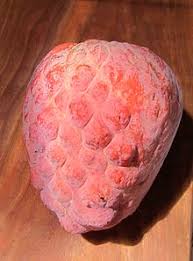 Plants of the annonaceae family produce a series of alkaloids, including liriodenine oxoaporphine. Annona Wikipedia