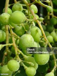 Image result for Uncinula necator