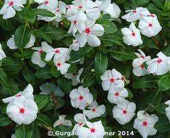 Maybe you would like to learn more about one of these? White Flower Meaning In Hindi Jade Plant For Good Luck Prosperity And Friendship World Of Succulents The Hindi Names Have Been Provided Using The English Latin Alphabet For The Ease