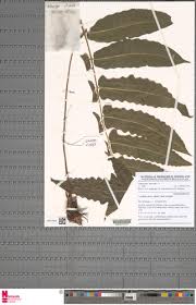 Image result for Blotiella currorii