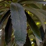 Image result for Brexia