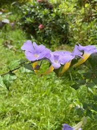 Image result for Thunbergia erecta