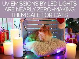 Maybe you would like to learn more about one of these? Are Led Lights Safe For Cats Greenhouse Today