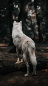 See My Collection Of Awesome Iphone And Android Wolf Wallpapers And Background Images In Hd Get Instant Access Free In 2021 Wolf Pictures Wolf Spirit Animal Animals