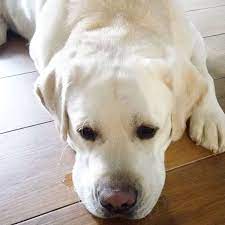 image may contain dog regram via generated ラブラドールレトリバー 可愛いワンちゃん 犬
