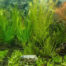 Image result for Blyxa