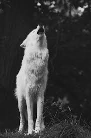 Beautiful Black And White Wolf Pictures Black And White Wolves Fighting Google Search Animals Animals Beautiful White Wolf