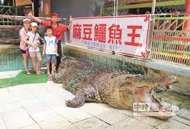 新竹 縣竹 北市 中華路125巷附近，昨天驚傳一隻身長約130公分寵物 鱷魚 逃家在外遊蕩，原來是. 40è¼‰éº»è±†é±·é­šçŽ‹æ˜Žå¹´1æœˆ23ç†„ç‡ˆ å¥½æˆ¿ç¶²news