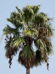 Without doubt, washingtonia robusta is our number one, bestselling palm. Mexican Fan Palm Washingtonia Robusta Washingtonia Robusta Fan Palm Mexican Fan Palm