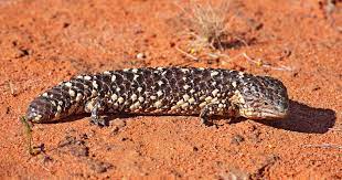We did not find results for: Tiliqua Rugosa Wikipedia