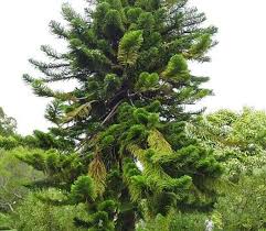 Image result for Araucaria columnaris