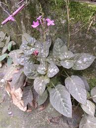 Image result for Pseuderanthemum