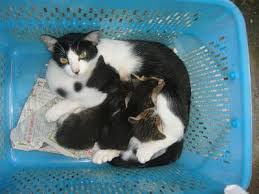 Maybe you would like to learn more about one of these? Kelab Pencinta Kucing Malaysia Kucing Dan Perasaan Ii Akhir Seminggu Lepas Tu Aku Mimpi Aku Pakai Baju Yang Koyak Rabak Lusuh Aku Kelaparan Aku Menagih Makanan Kat Rumah2 Orang Semua Halau Aku Sampailah Kat Satu Tempat Tu Aku Dipelawa